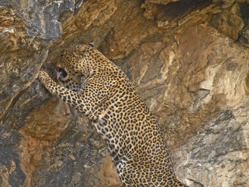 Amani Lodge, Leopard
